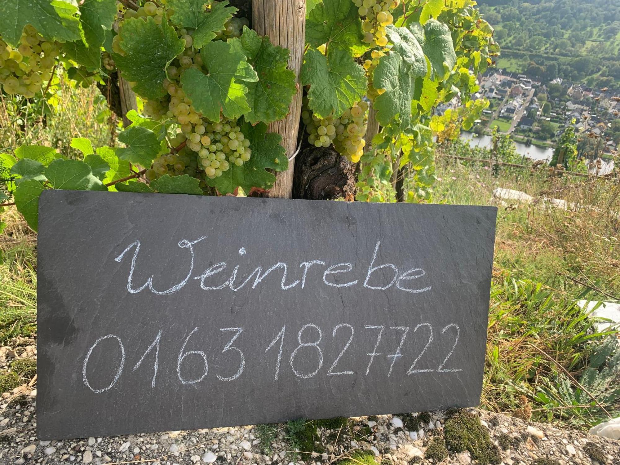 Weinrebe Leilighet Bernkastel-Kues Eksteriør bilde