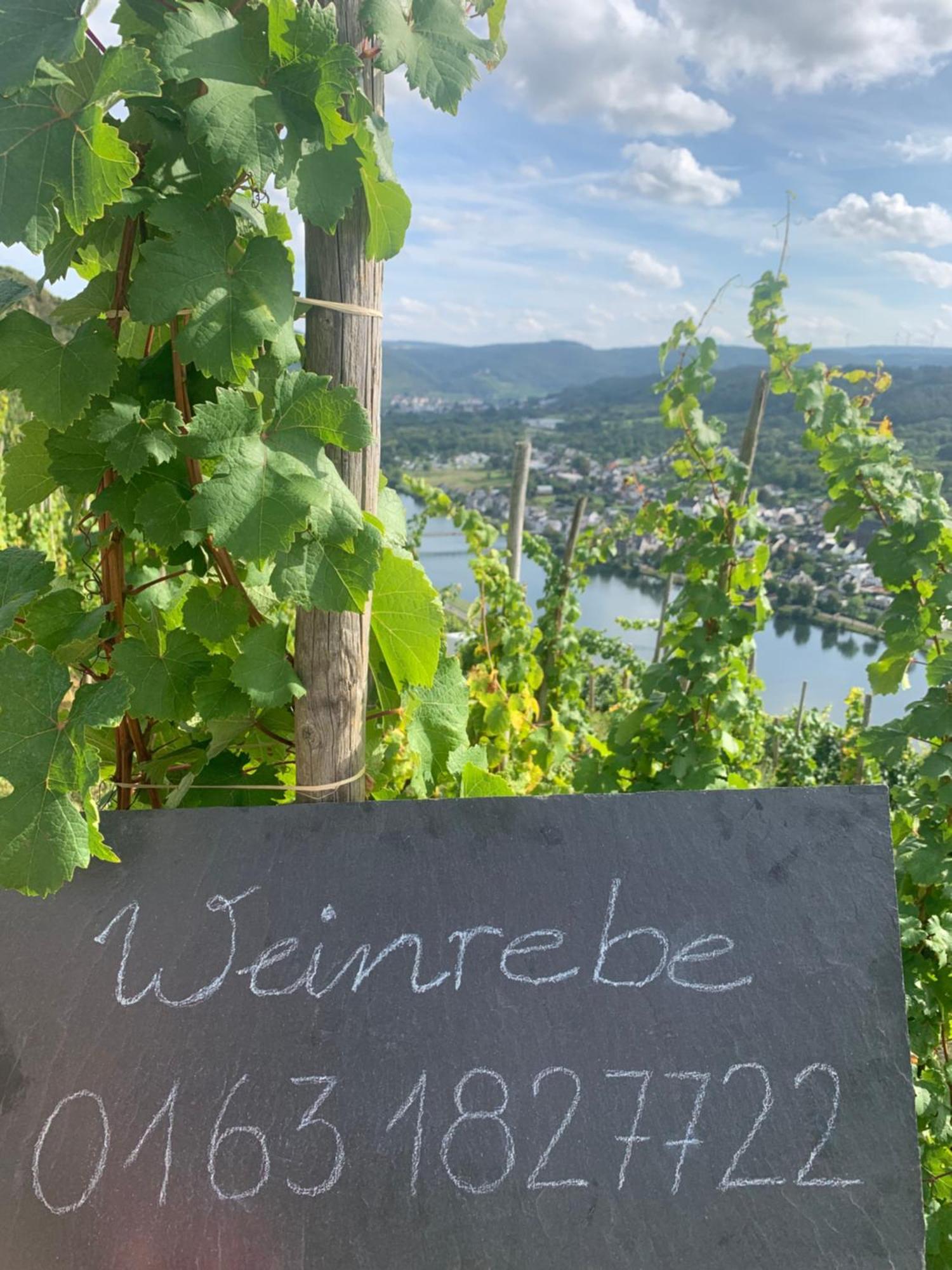 Weinrebe Leilighet Bernkastel-Kues Eksteriør bilde